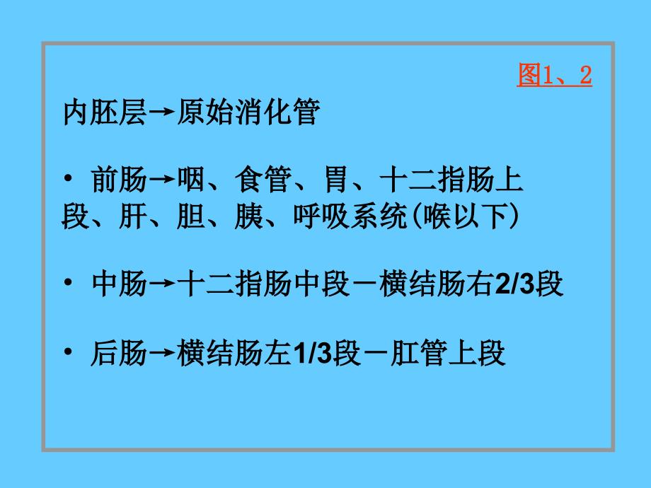 组织学与胚胎学：24消化系统和呼吸系统的发生_第2页