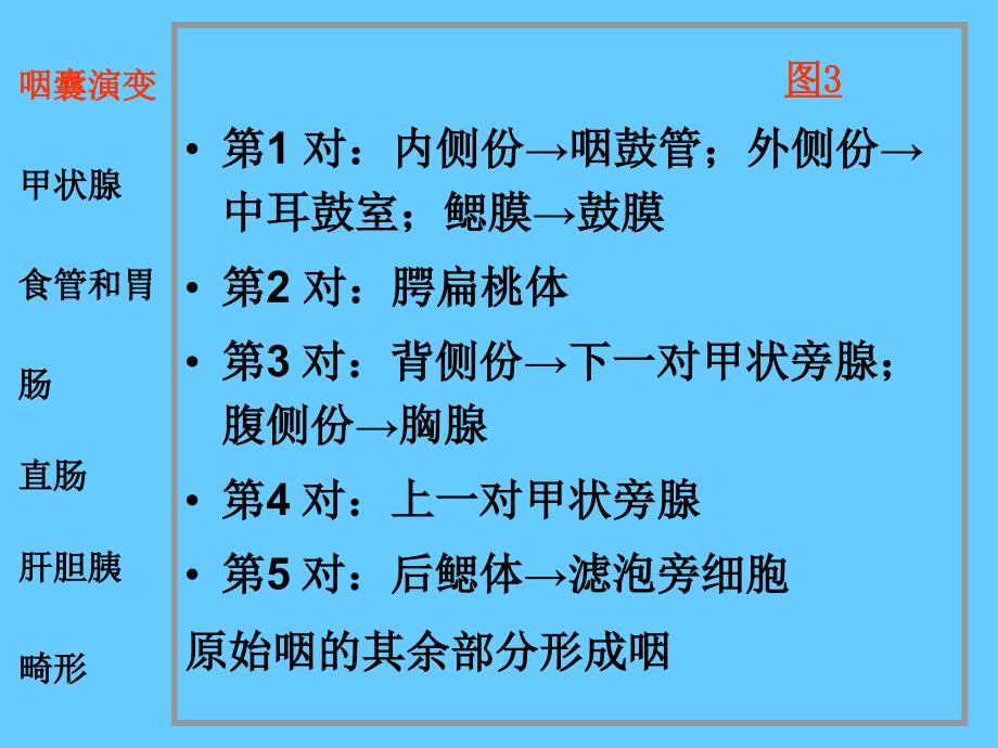 组织学与胚胎学：24消化系统和呼吸系统的发生_第4页