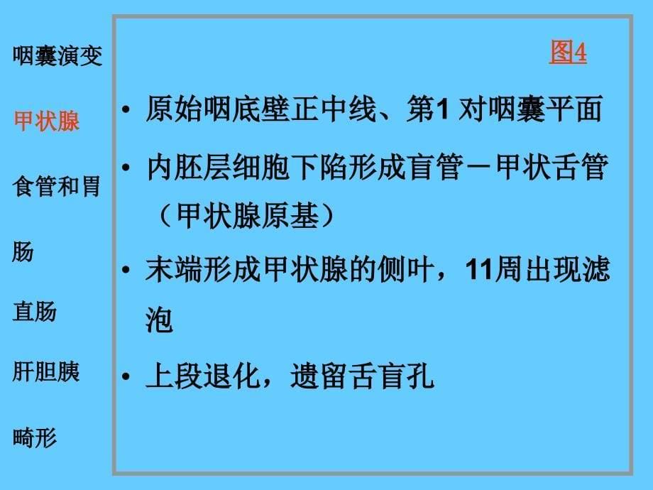 组织学与胚胎学：24消化系统和呼吸系统的发生_第5页