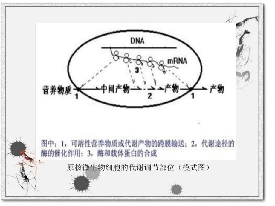 微生物代谢调节.ppt_第5页