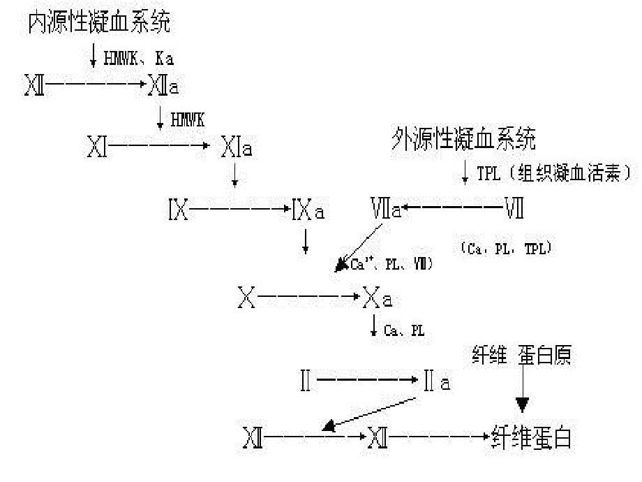 内脏系统药理学PPT文档资料_第5页