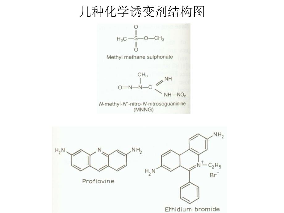 浙江大学生物化学与分子生物学笔记dna损伤修复_第3页