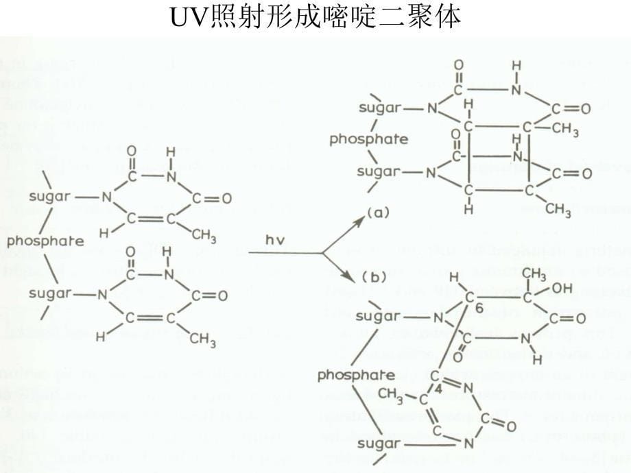 浙江大学生物化学与分子生物学笔记dna损伤修复_第5页