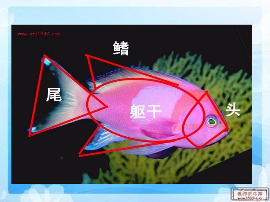 人美版小学美术课件谁画的鱼最大_第4页