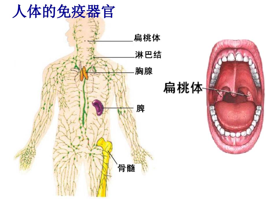 高中生物必修3稳态与环境第4节免疫调节PPT课件6_第4页