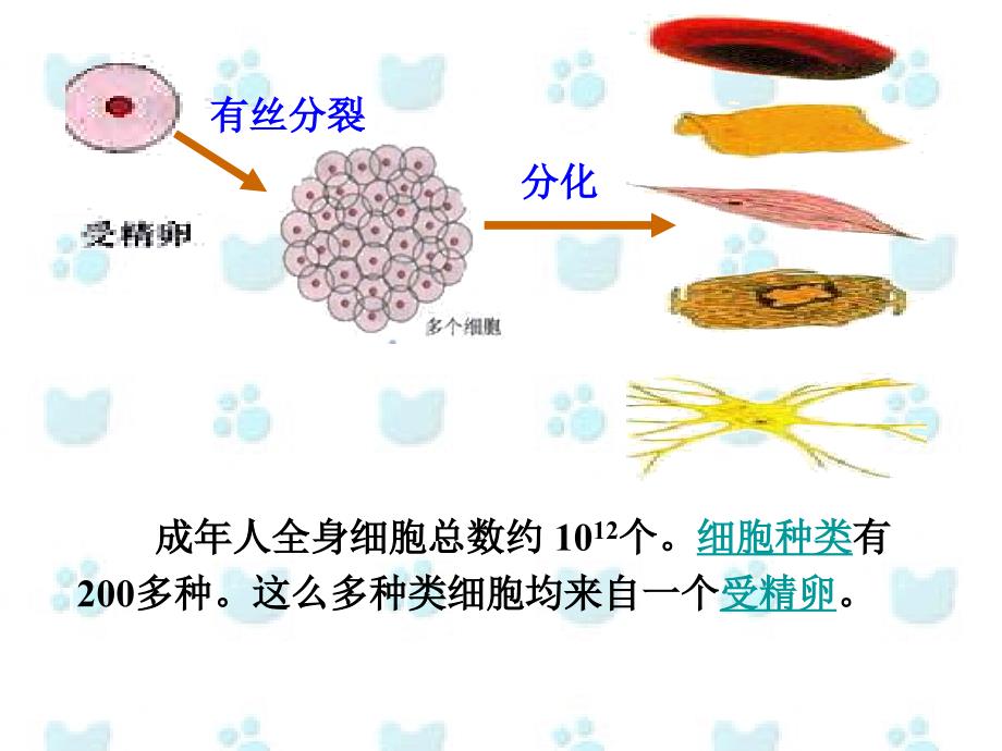 人教版必修1第6章第2节细胞分化（共51张PPT）_第3页