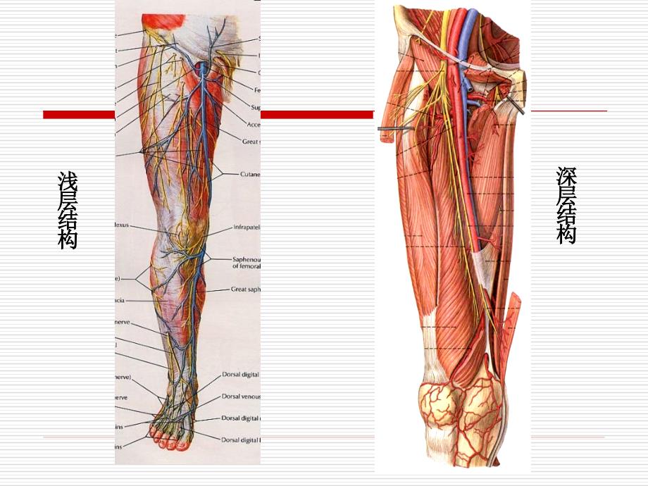 局部解剖学课件下肢_第2页