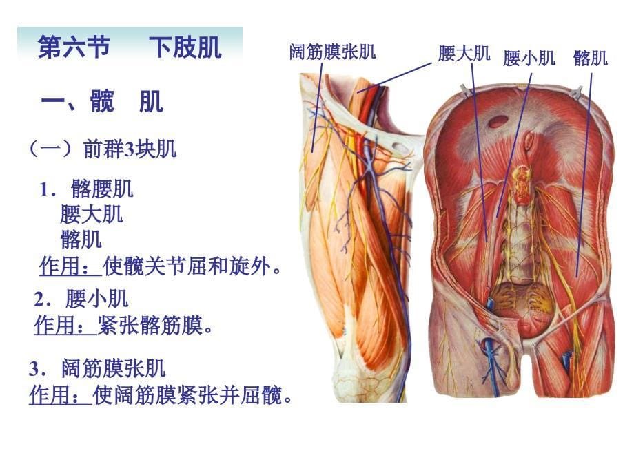 局部解剖学课件下肢_第5页