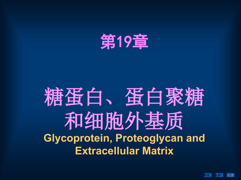 糖蛋白、蛋白聚糖和细胞外基质_第1页