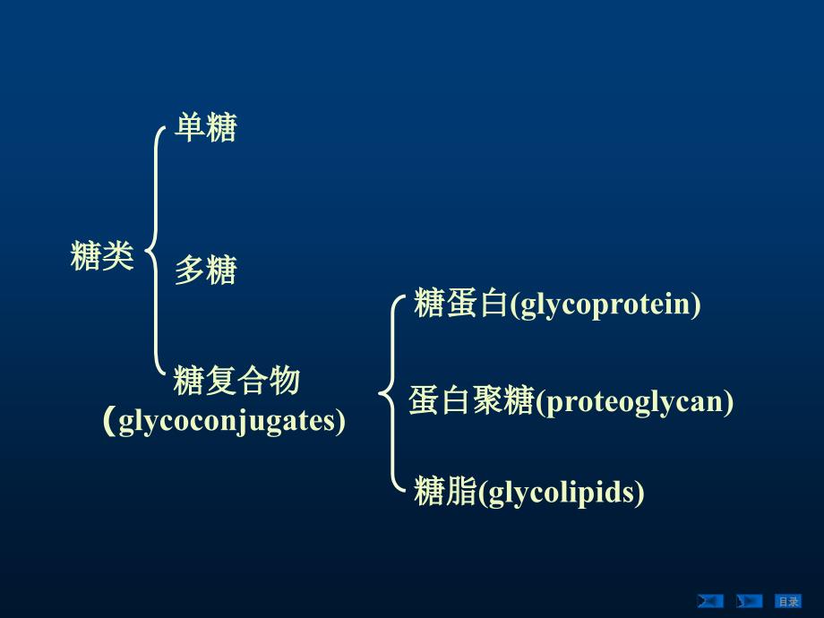 糖蛋白、蛋白聚糖和细胞外基质_第2页