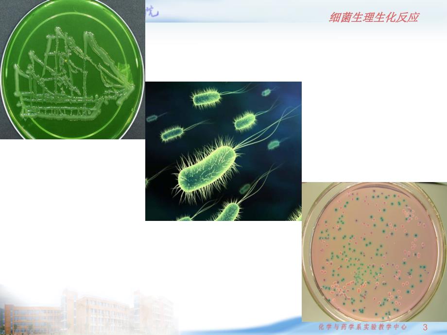 微生物无菌技术及仪器备使用和维护_第3页