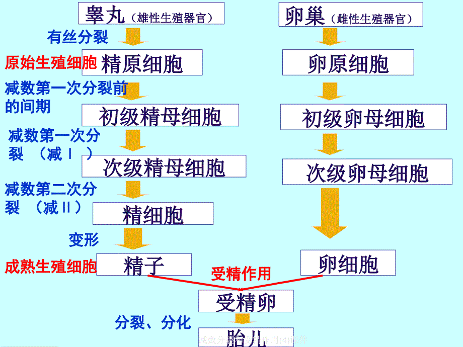 减数分裂和受精作用(4)课件_第3页