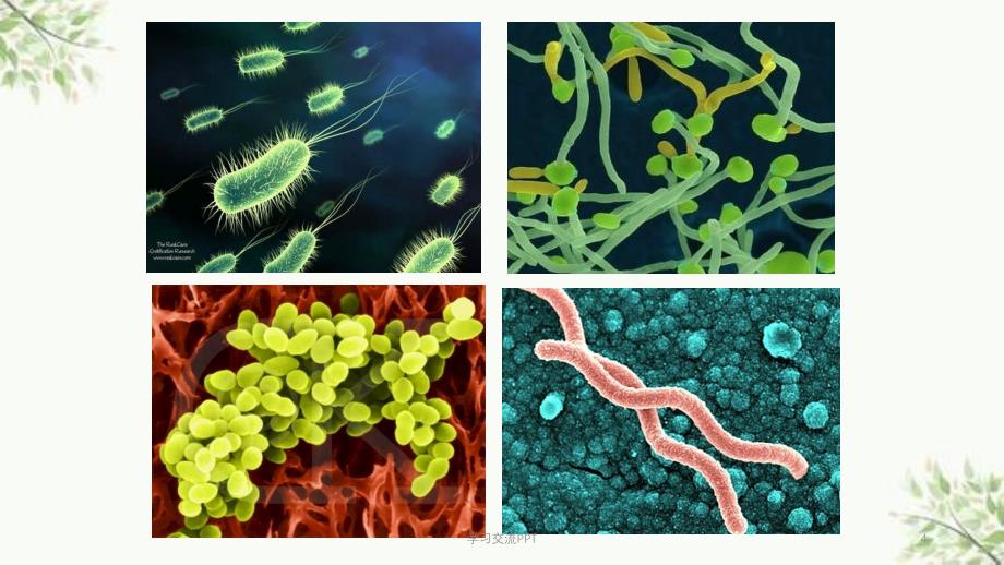 医疗器械微生物检验课件_第4页