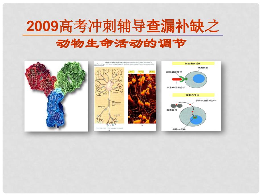 高三生物高考冲刺辅导查漏补缺之 动物生命活动的调节课件_第1页