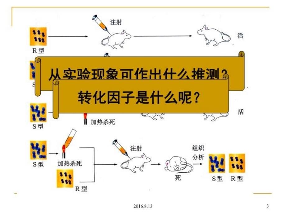 DNA是遗传物质的证据学习资料_第3页