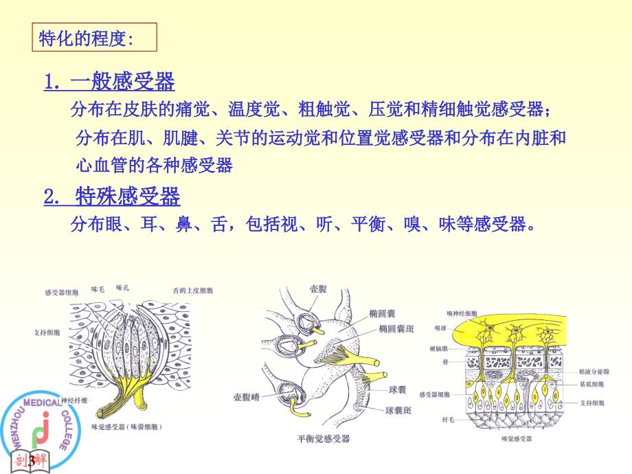 《系统解剖学》教学课件：感觉器_第3页