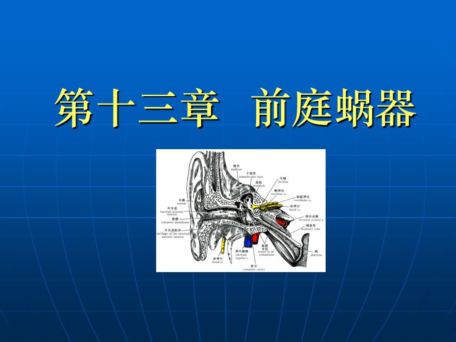 前庭蜗器PPT课件_第1页