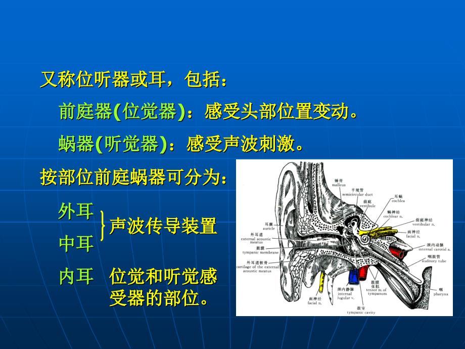 前庭蜗器PPT课件_第2页