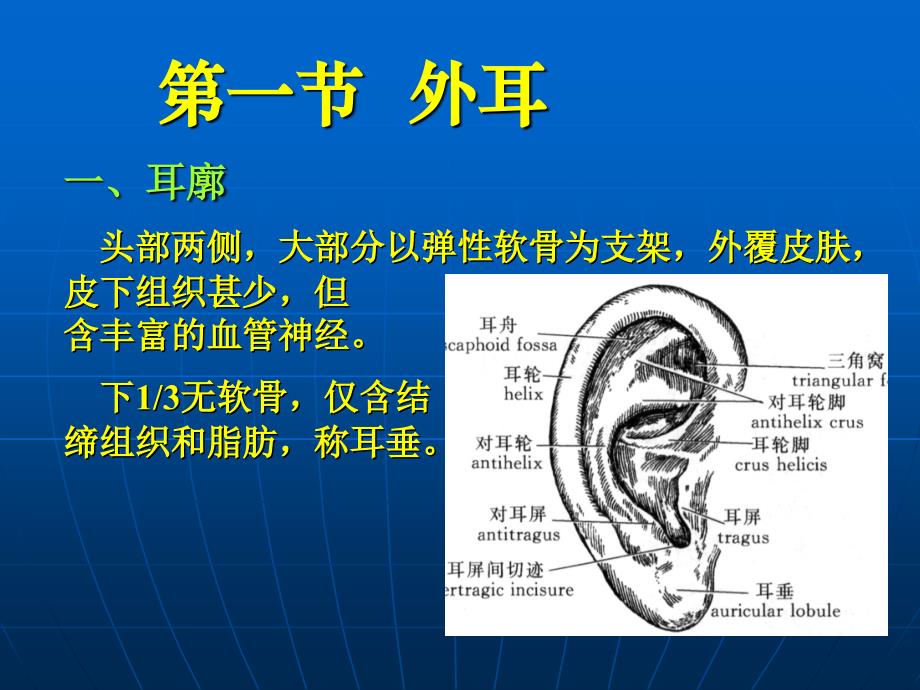 前庭蜗器PPT课件_第3页