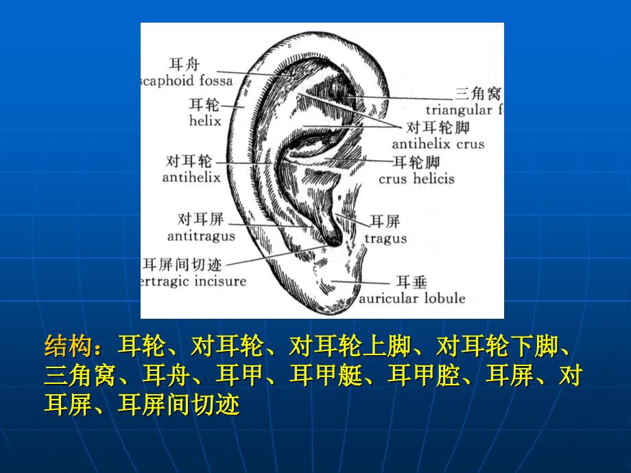 前庭蜗器PPT课件_第4页