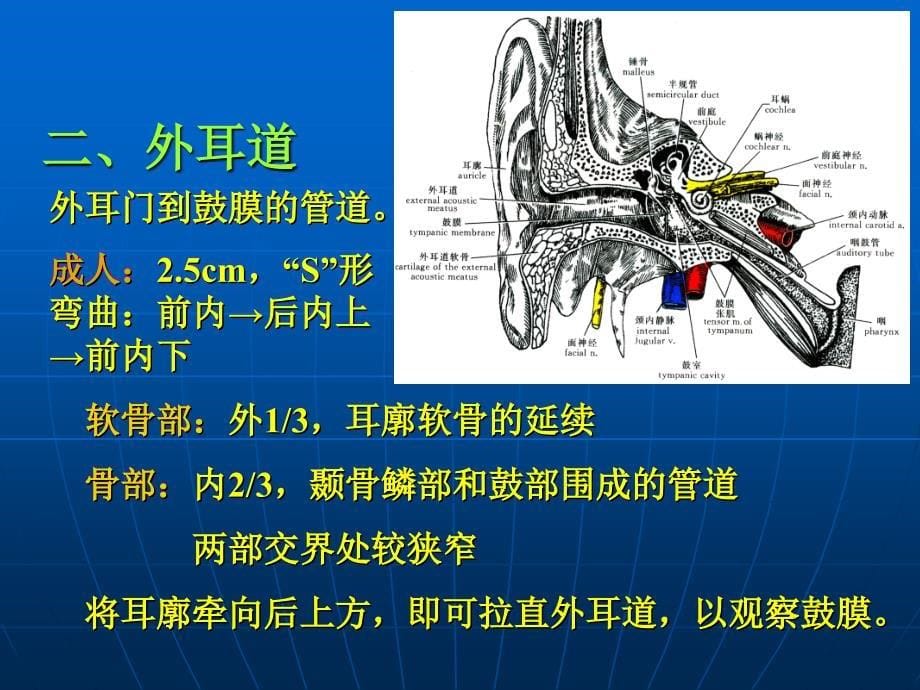 前庭蜗器PPT课件_第5页