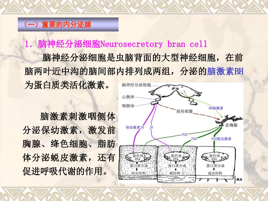 内分泌和生殖 307_第3页