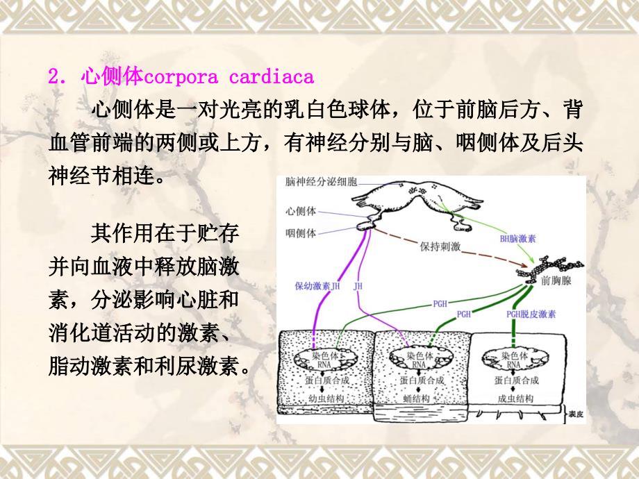 内分泌和生殖 307_第4页