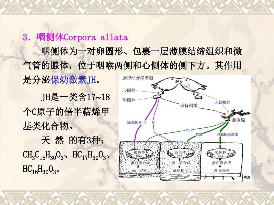 内分泌和生殖 307_第5页