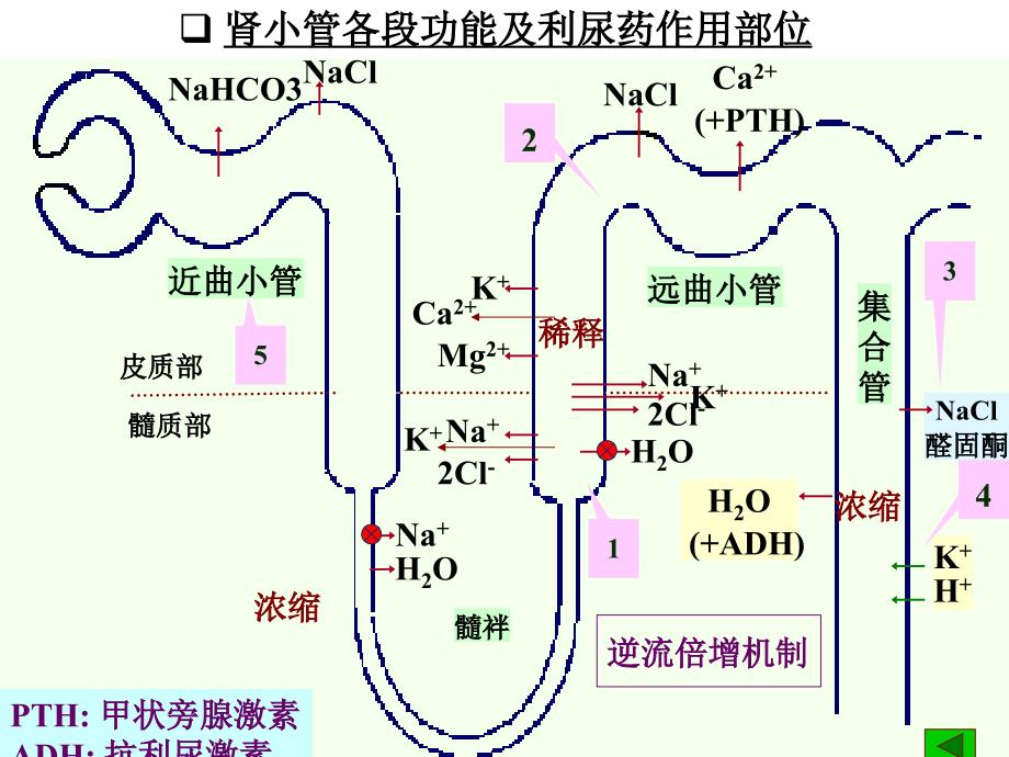 利尿药Diuretics_第3页