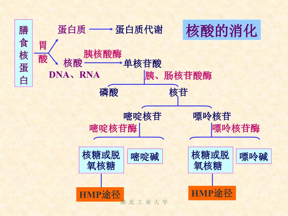 第十二章核酸代谢合成与蛋白质的生物合成课件_第3页