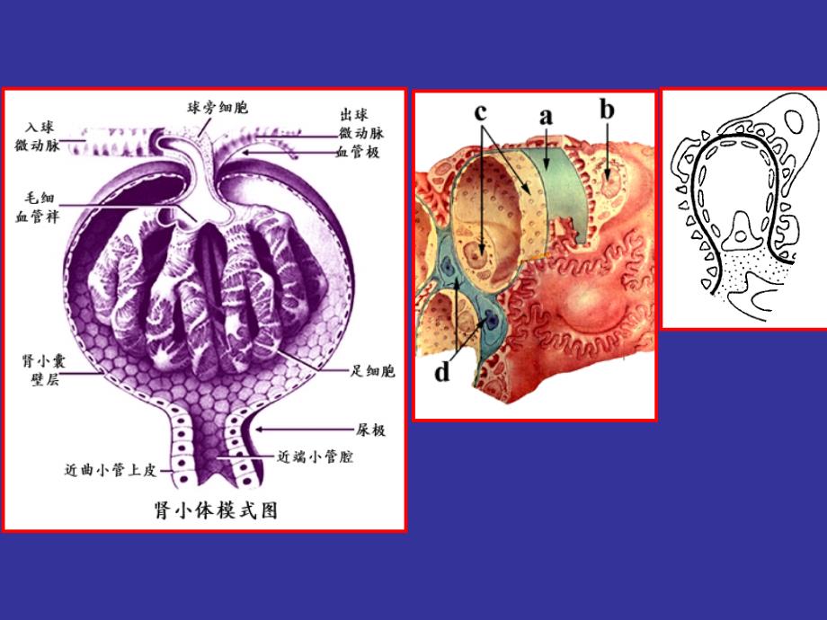 肾小球疾病中医PPT课件_第4页