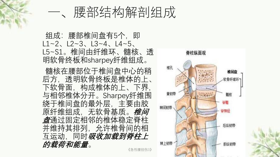 《急性腰扭伤3》课件_第2页