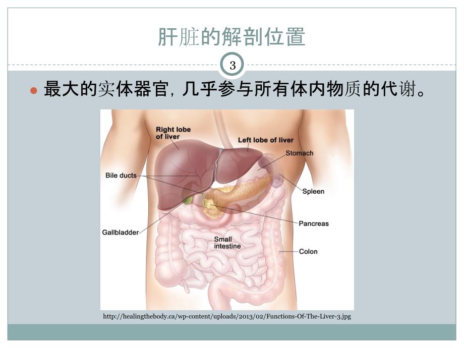 临床生化检验：肝胆疾病的生物化学检验_第3页