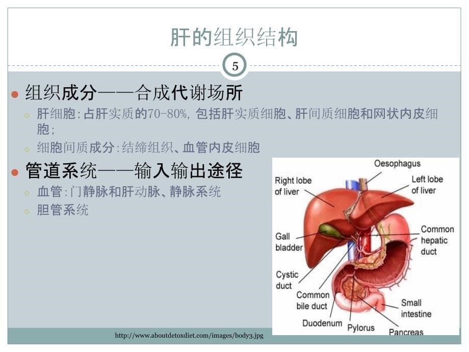 临床生化检验：肝胆疾病的生物化学检验_第5页