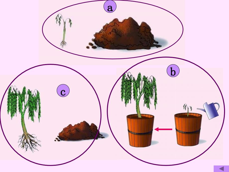 生物课件 (2)_第5页