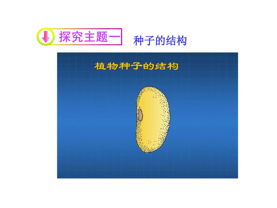 第一节植物种子的萌发_第4页