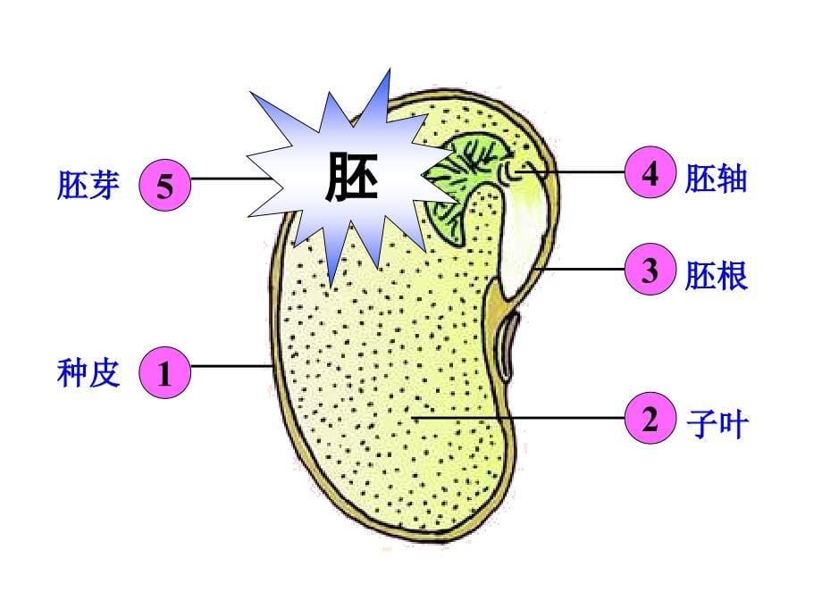 第一节植物种子的萌发_第5页