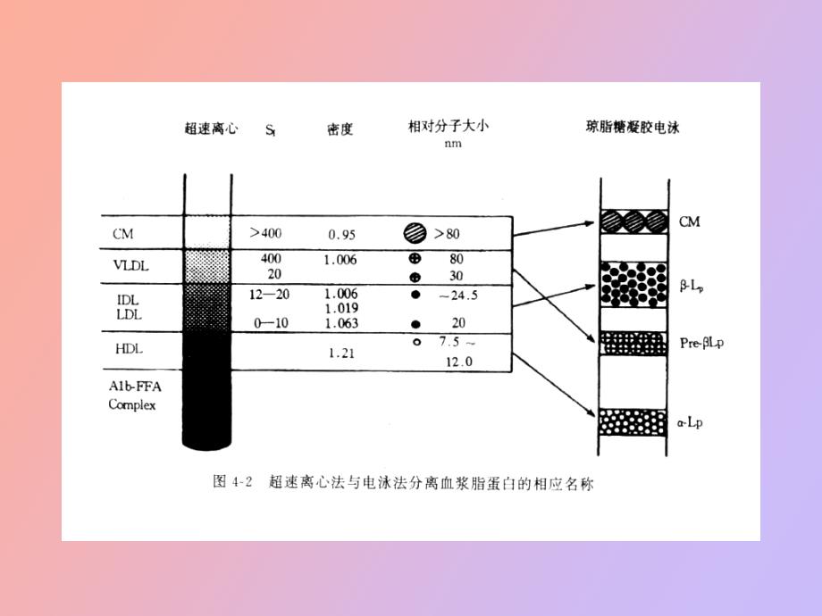 高脂血症及治疗_第5页