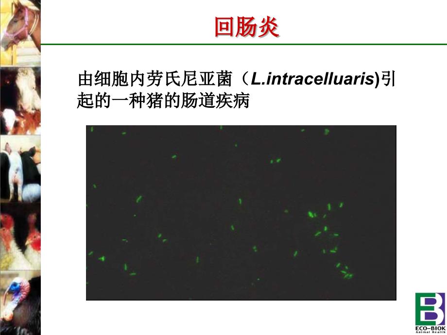 猪回肠炎猪回肠炎简介_第2页