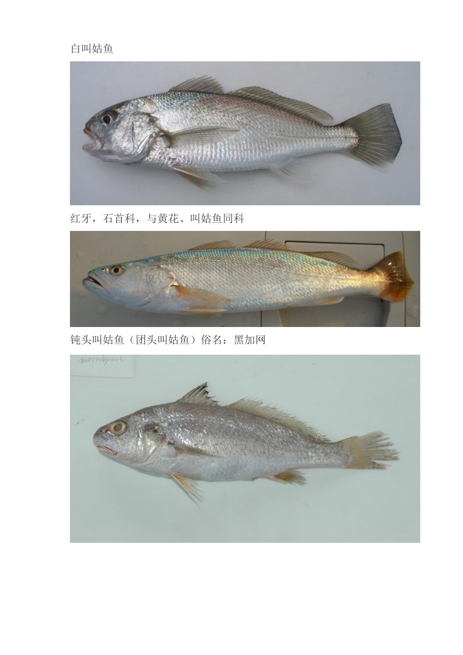 海南常见海鱼品种(共100页)_第4页