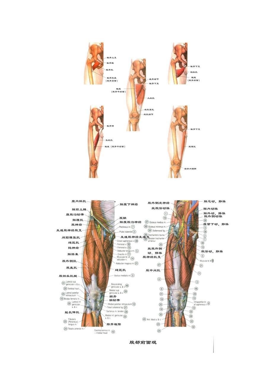 股前部的深层结构人体解剖学.pdf_第5页