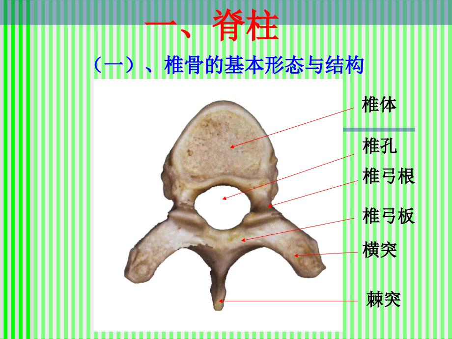 脊柱脊髓应用解剖课件_第2页