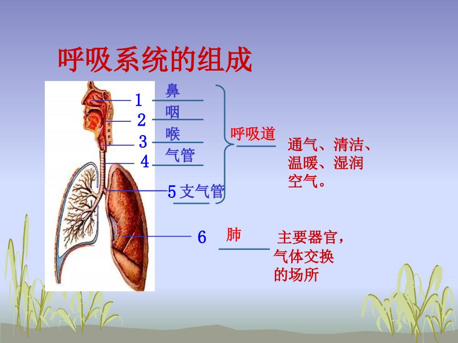 人教版生物七年级下册3.2发生在肺内的气体交换课件共14张PPT_第1页