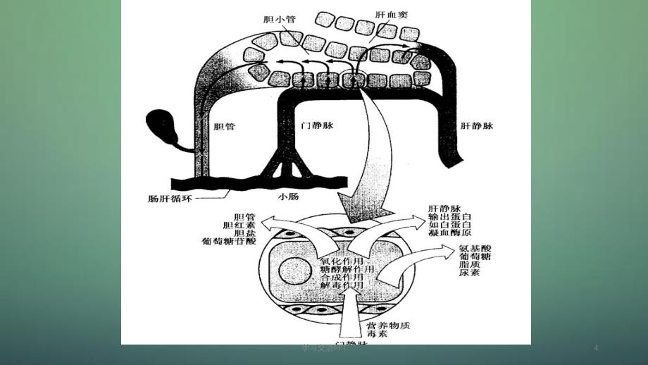 肝功能试验ppt课件_第4页