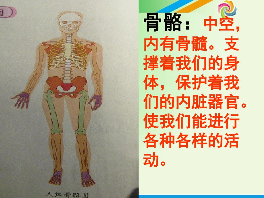 教科版科学四年级上册骨骼关节和肌肉_第2页