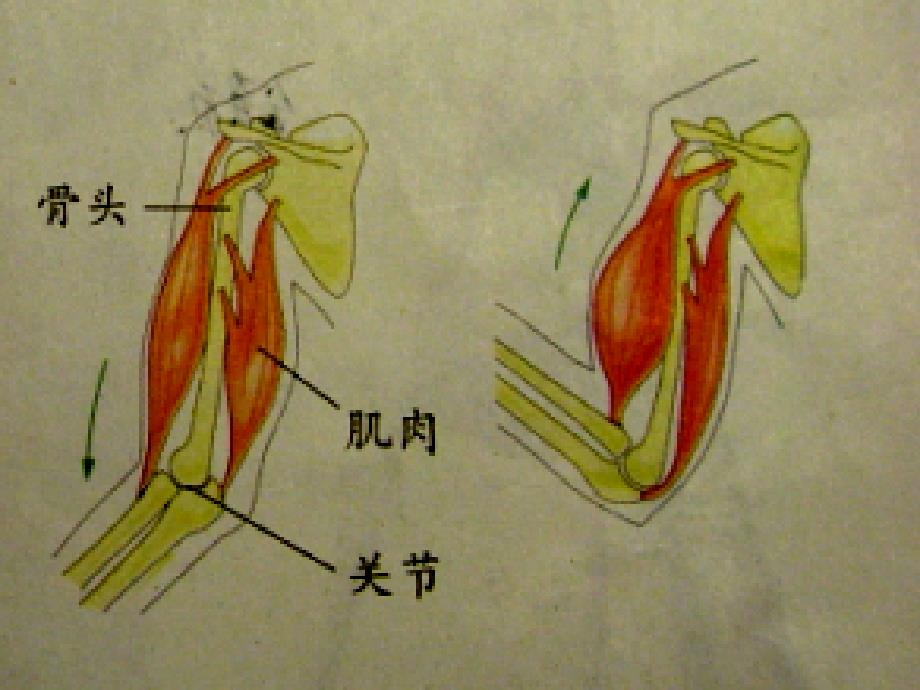 教科版科学四年级上册骨骼关节和肌肉_第4页