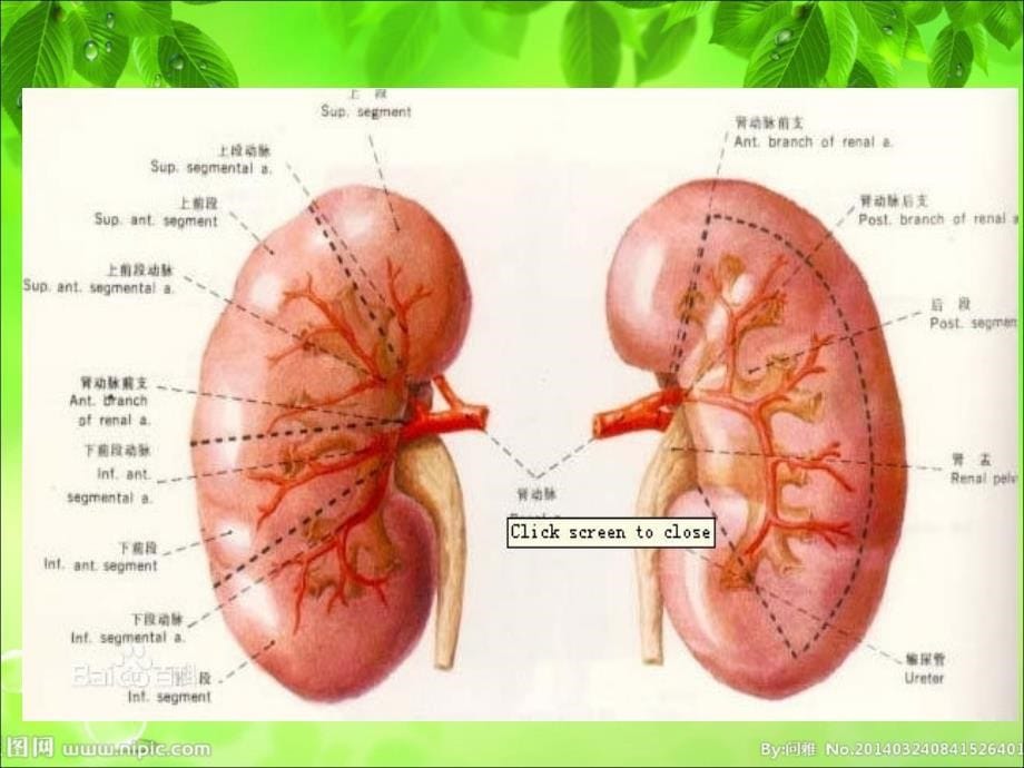 肾切除手术配合_第5页