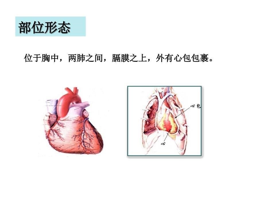 五脏六腑常识ppt课件_第5页