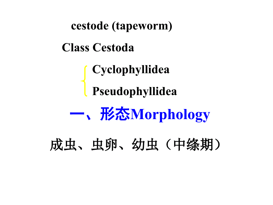 临床寄生虫学与检验：绦虫概述_第2页