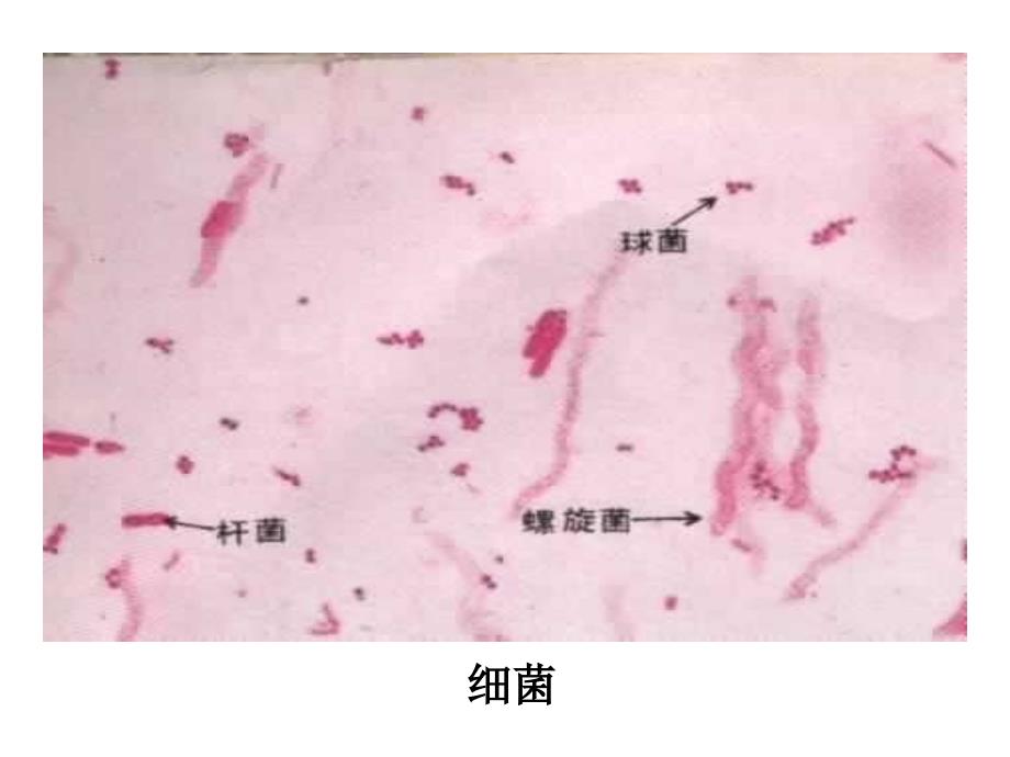 高一生物细胞的类型和结构.ppt_第3页